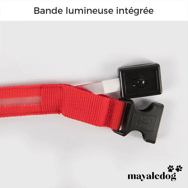 Collier lumineux pour chien  - 💖OFFRE💖 Mayaledog™