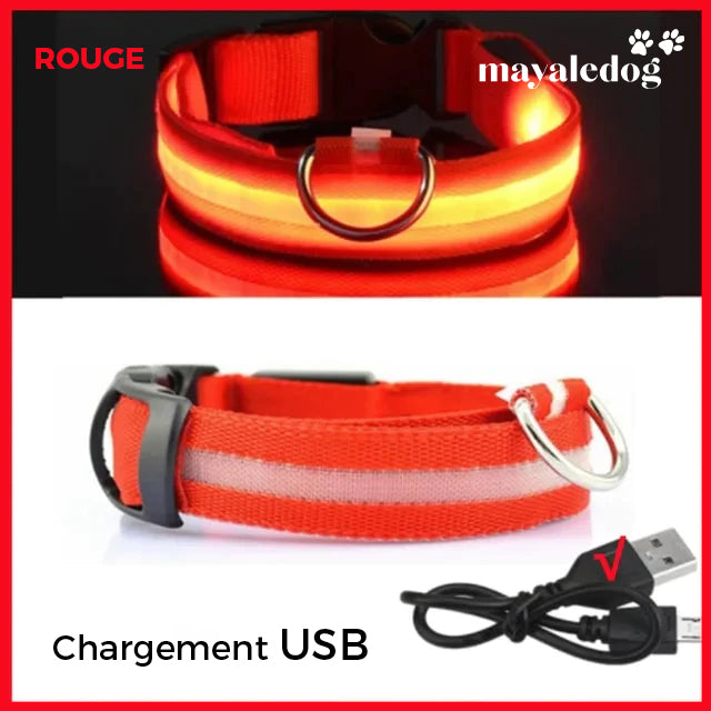 Colliers pour Chiens LED, Rechargeable par USB, 100% Résistant à L