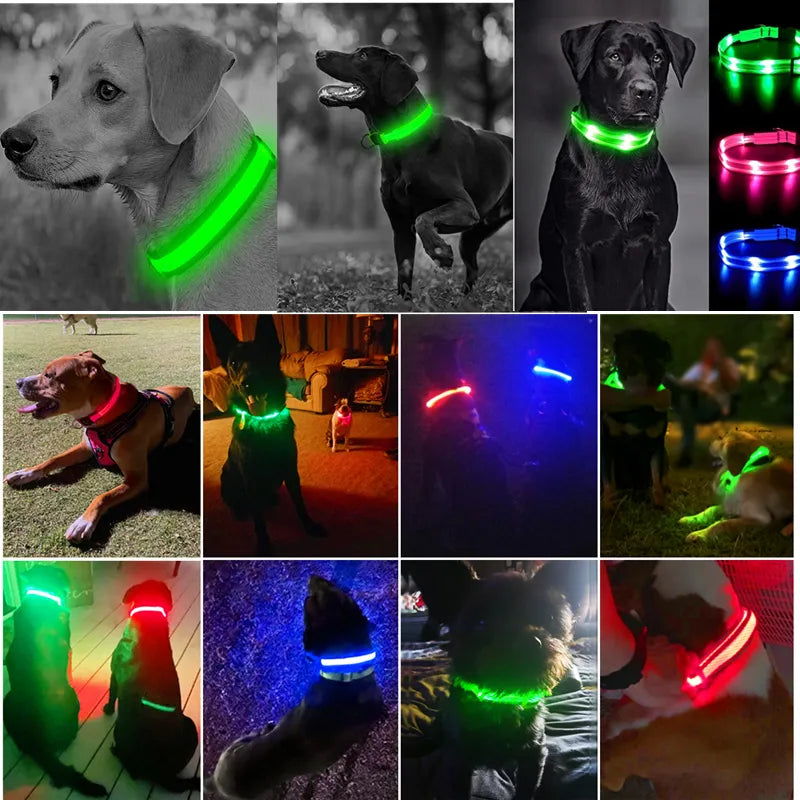 Collier lumineux pour chien  - 💖OFFRE💖 Mayaledog™